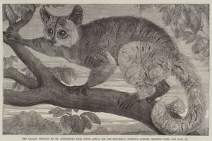 O Galago, trazido pelo Dr. Livingstone da África do Sul para os Jardins da Sociedade Zoológica, Regent
