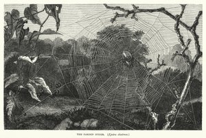 A aranha de jardim, Epeira diadema (gravura) de English School