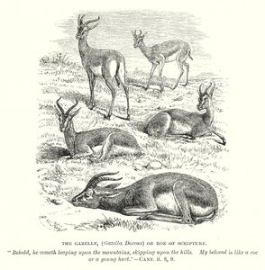 A gazela (Gazella Dorcas) ou ovelha da Escritura (gravura) de English School