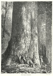 A árvore gigante (gravura) de English School