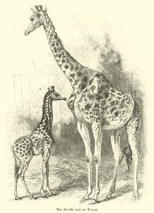 A girafa e seus filhotes de English School