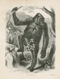 O gorila, frontispício para explorações e aventuras na África Equatorial por Paul B du Chaillu