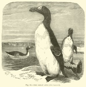 O Grande Auk, Alca impennis de English School