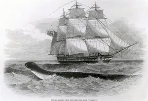 A Grande Serpente Marinha quando vista pela primeira vez a partir do HMS Daedalus de English School