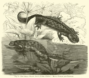 O grande Newt Warty (Triton cristatus), macho, fêmea e girino de English School