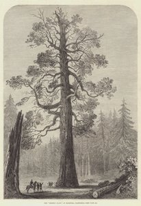 O "Gigante Pardo" de Mariposa, Califórnia (gravura) de English School