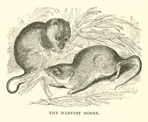 O Rato da Colheita (gravura) de English School