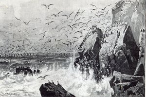 O Assombro das Gaivotas, de &39;Leisure Hour&39;, 1888 de English School
