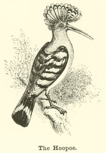 O hoopoe de English School