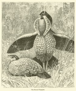 O Tragopan chifrudo (gravura) de English School