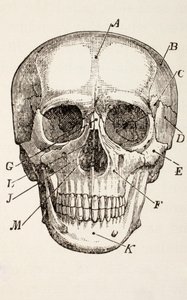 O crânio humano, c.1890 de English School