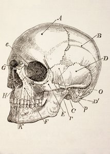 O crânio humano, c.1890 de English School