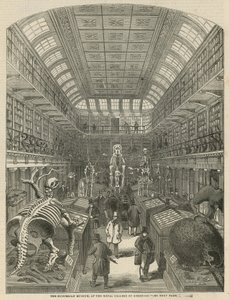 O Museu Hunterian no Royal College of Surgeons de English School