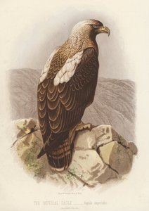 A águia imperial, Aquila Imperialis (litografia a cores) de English School