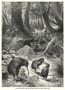 O Kiwi-Kiwi, ou ave sem asas da Nova Zelândia (gravura) de English School