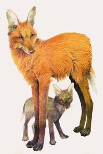 O lobo-guará, encontrado na América do Sul de English School