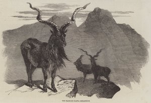 The Markore, Capra Megaceros (gravura) de English School