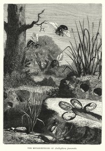 As Metamorfoses de Anthophora personata (gravura) de English School