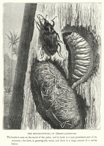 As Metamorfoses de Calandra palmarum (gravura) de English School