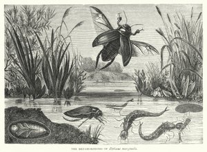 As Metamorfoses de Dytiscus marginalis (gravura) de English School