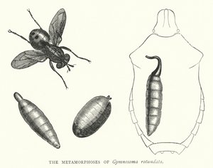 As Metamorfoses do Gymnosoma rotundata (gravura) de English School