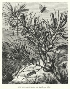 As Metamorfoses de Lophyrus pini (gravura) de English School