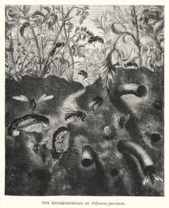 As Metamorfoses de Odynerus parietum (gravura) de English School
