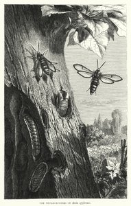As Metamorfoses da Sesia apiformis (gravura) de English School