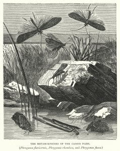 As metamorfoses das moscas Caddis, Phryganea flavicornis, Phryganea rhombica e Phryganea fusca (gravura) de English School