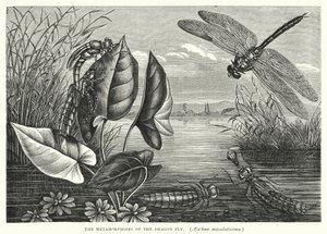 As Metamorfoses da Mosca do Dragão, Aeschna maculatissima (gravura) de English School