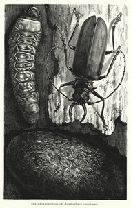 A metamorfose de Acanthophorus serraticornis (gravura) de English School