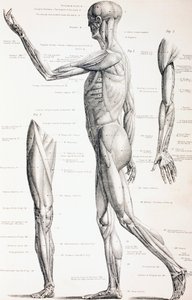 Os músculos do corpo humano, c.1890 de English School