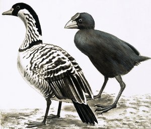 O pássaro Ne-Ne ou Hawaiian Goose e Takahe de English School