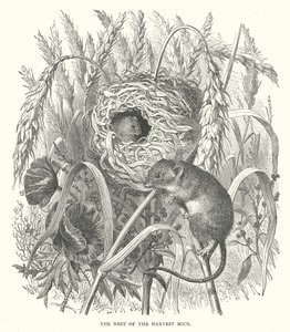 O Ninho dos Ratos da Vindima (gravura) de English School