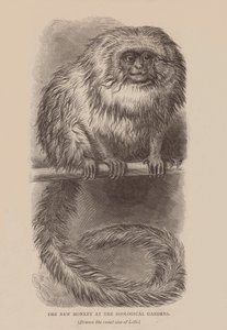 O novo macaco no Jardim Zoológico (gravura) de English School