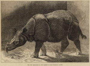 O novo rinoceronte nos jardins da Sociedade Zoológica (gravura) de English School
