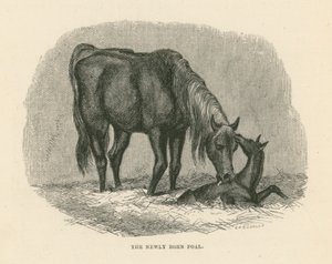 O potro recém-nascido (gravura) de English School