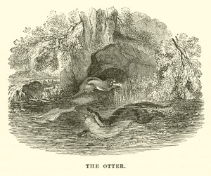 A lontra (gravura) de English School