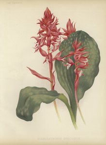 Os Stenorrhynchos Destacados
