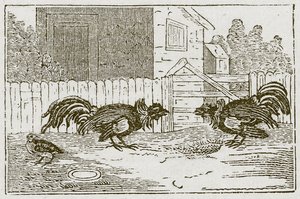 A perdiz e os galos (gravura) de English School