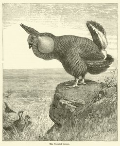 O Galo Encravado (gravura) de English School