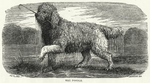 O caniche (gravura) de English School