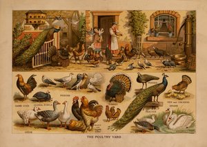 O pátio das aves de capoeira (litografia a cores) de English School