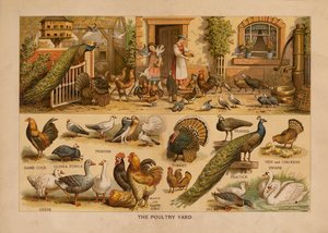 O pátio das aves de capoeira (litografia a cores) de English School