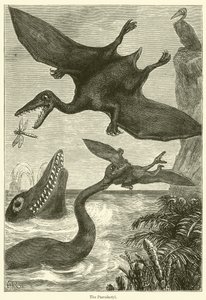 O Pterodáctilo (gravura) de English School