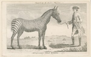 A zebra feminina rainhas de English School
