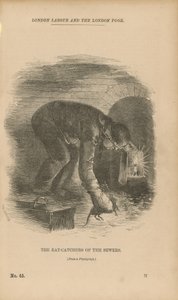 Os ratos-coletores dos esgotos de English School