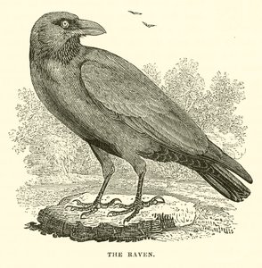O Corvo (gravura) de English School