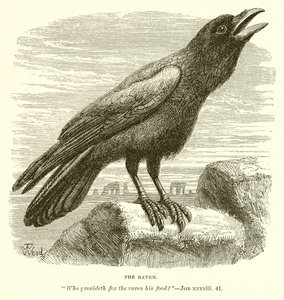 O Corvo de English School