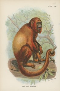 O bugio vermelho de English School